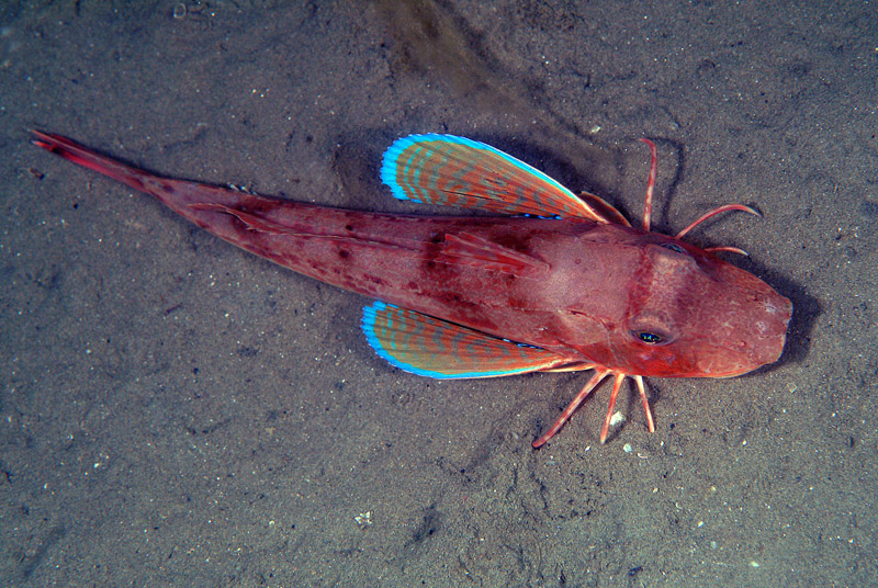 Triglide da determinare (Chelidonichthys lucerna)